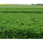 Lucerne 10 kg.