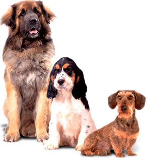 Hunde- og kattefoder