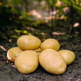 Asparges Læggekartofler 1,5 kg